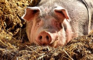 Braucht man eigentlich Schwein um Meilen zu bekommen?